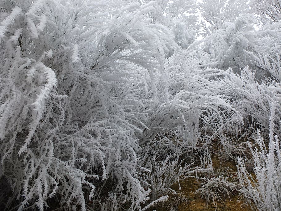 cold, frost, jelly, tree, winters, gel, winter landscape, branches HD wallpaper