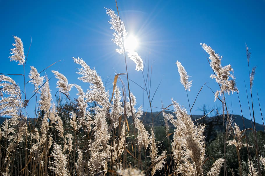 field, backlight, sun, plant, sunlight, sky, beauty in nature HD wallpaper