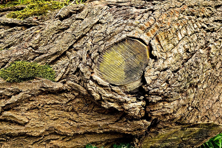 log, trunk, wood, bark, fallen tree, moss, decay, dry, pattern HD wallpaper