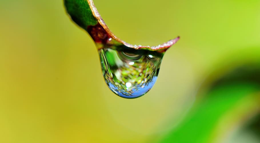 selective focus photography of tear drop, water, grass, rain HD wallpaper