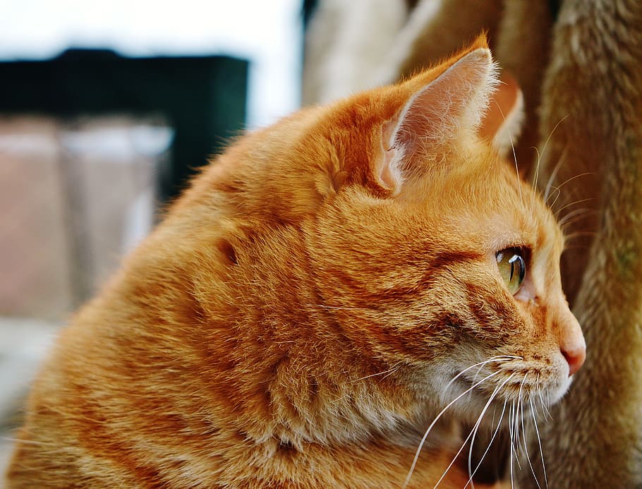 cat, red, cute, mackerel, tiger, sweet, cuddly, animal, domestic cat HD wallpaper