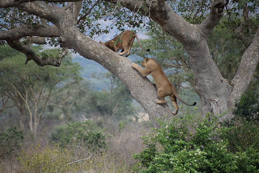 ishasha, tree, climbing, lion, africa, park, uganda, queen HD wallpaper