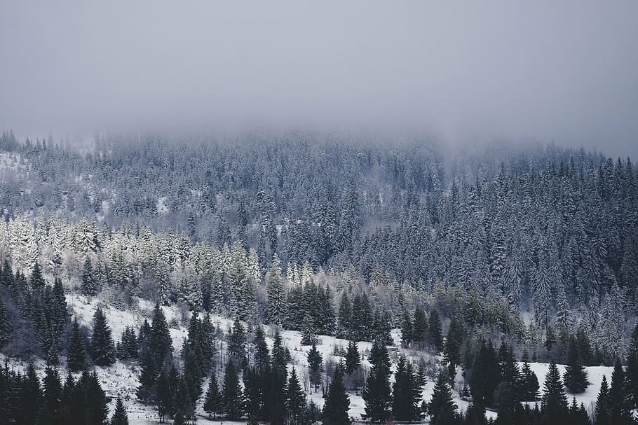 green pine trees, snow, winter, white, cold, weather, ice, plants HD wallpaper