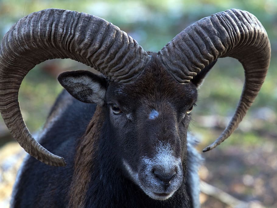 capricorn, wild, animals, animal themes, one animal, mammal HD wallpaper