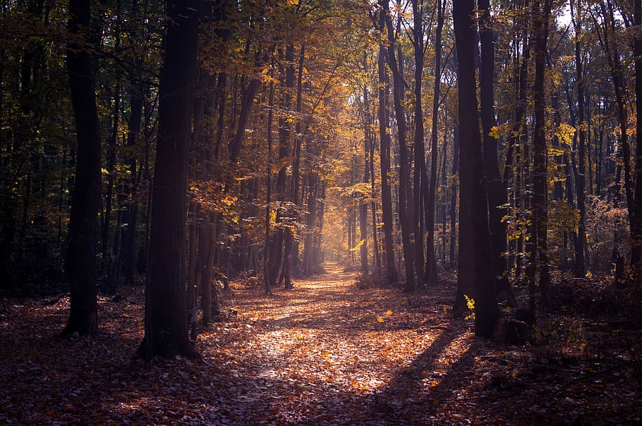 tree, woodland, path, track, leaves, forest, plant, autumn HD wallpaper