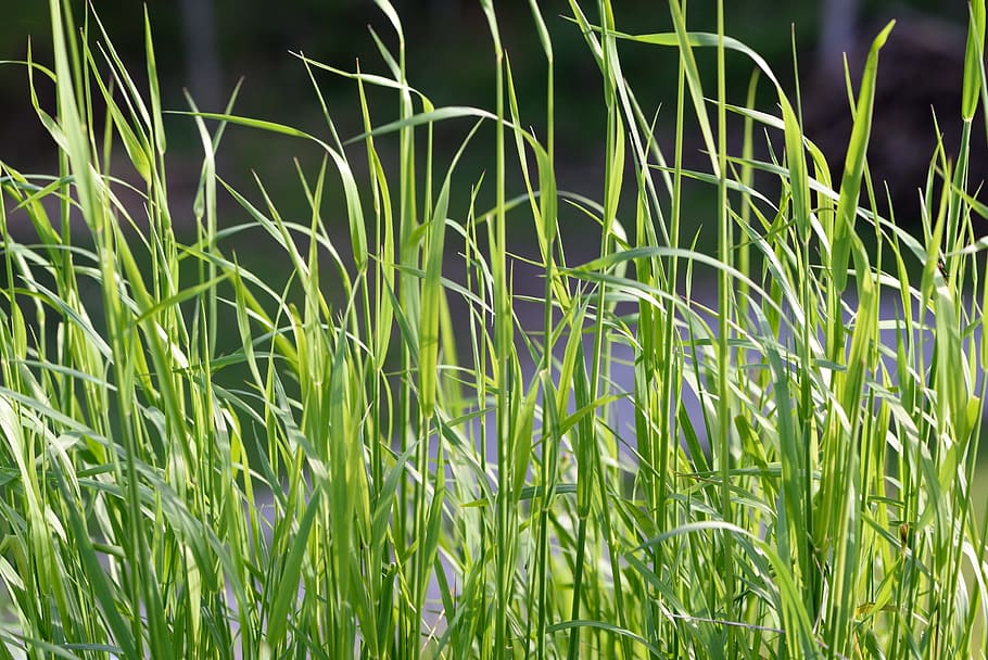 Grass, Needle, Juicy, needle grass, green, nature, close, green color, HD wallpaper