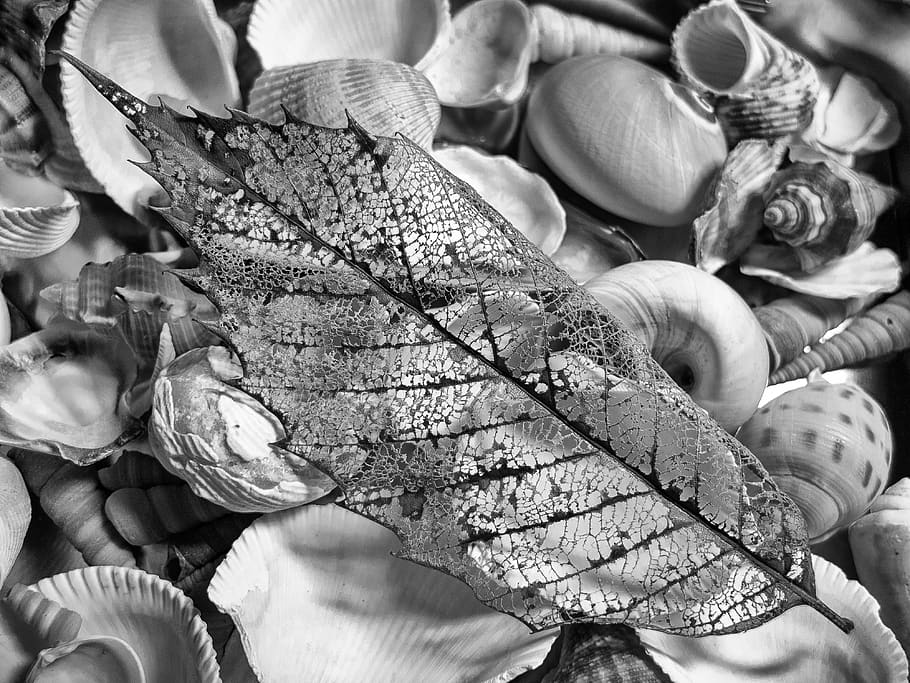 monochrome, black and white, still life, leaf, shells, texture HD wallpaper