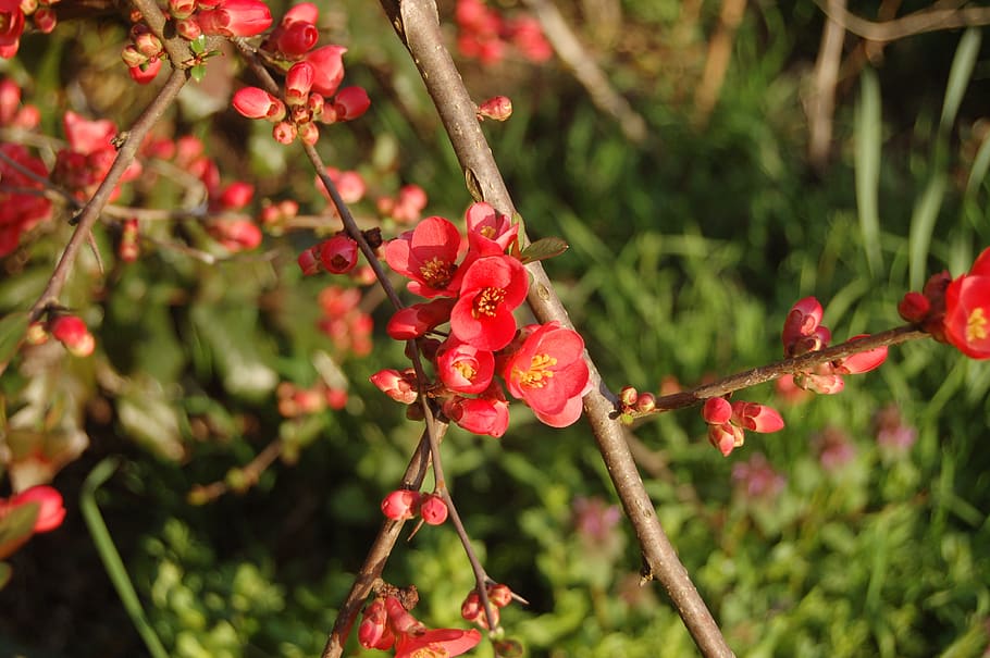 nature, tree, buds, gems, bloom, plant, red, growth, freshness HD wallpaper
