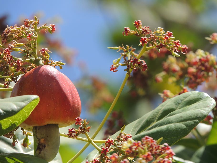 cashew, fruit, blooming, chestnut, food, cashew tree, food and drink HD wallpaper
