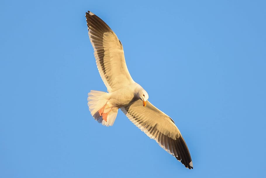 Sky, Bird, Flight, Fly, blue, flying, wildlife, wings, feather HD wallpaper