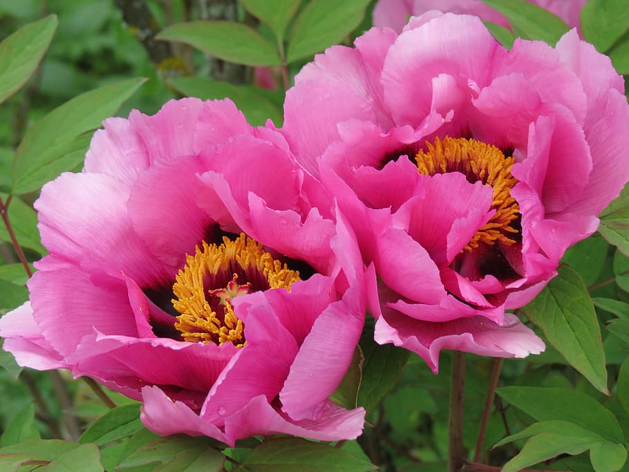 Peony, Flowers, Pink, Spring, Nature, garden, color, farbenpracht HD wallpaper