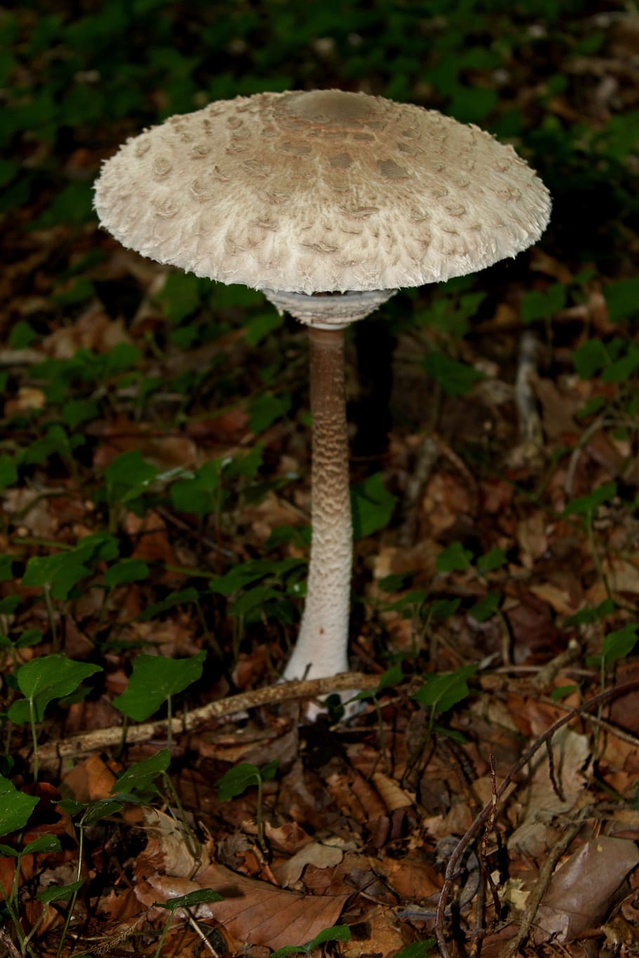 Fungus, Forest, Mushrooms, Fall, forest mushrooms, nature, autumn HD wallpaper