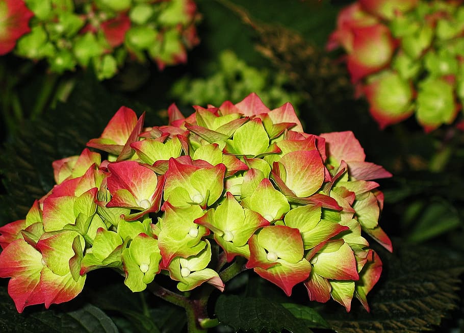 hydrangea, garden, blossom, bloom, flower, nature, plant, inflorescence HD wallpaper