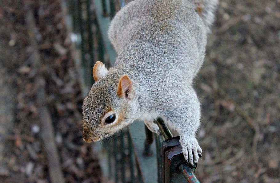 photo of squirrel, squirrels, wildlife, animals, outdoors, park HD wallpaper