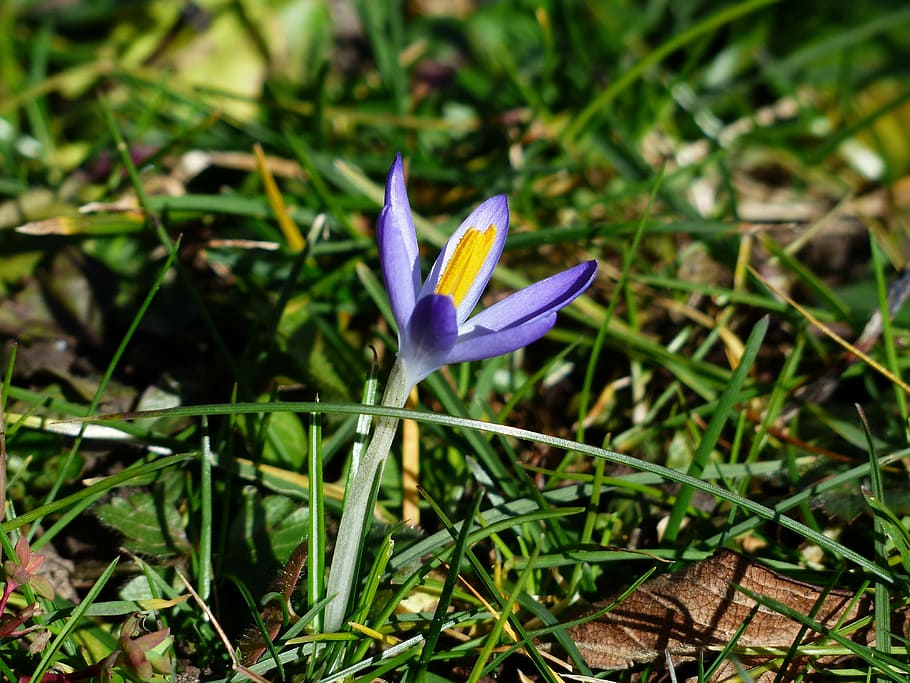 crocus, blossom, bloom, flower, purple, close, spring, colorful HD wallpaper