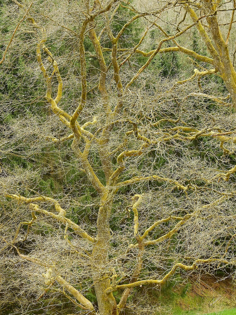 Tree, Nature, Deco, scrawny tree, no people, day, green color HD wallpaper