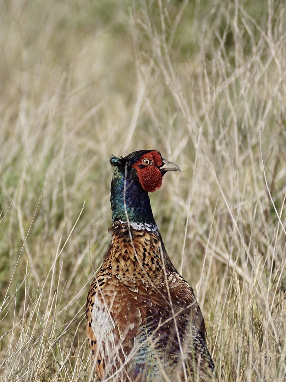 Pheasant, Bird, Males, Feather, Poultry, plumage, species, animal HD wallpaper