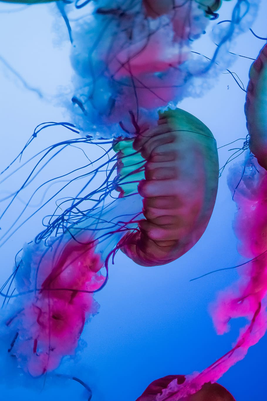 IPhone  Jellyfish Cnidaria Marine invertebrates Bioluminescence HD  phone wallpaper  Pxfuel