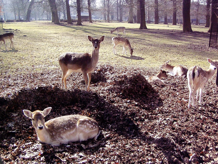 deer, park, wild, animals, nature, wildlife, animal themes HD wallpaper