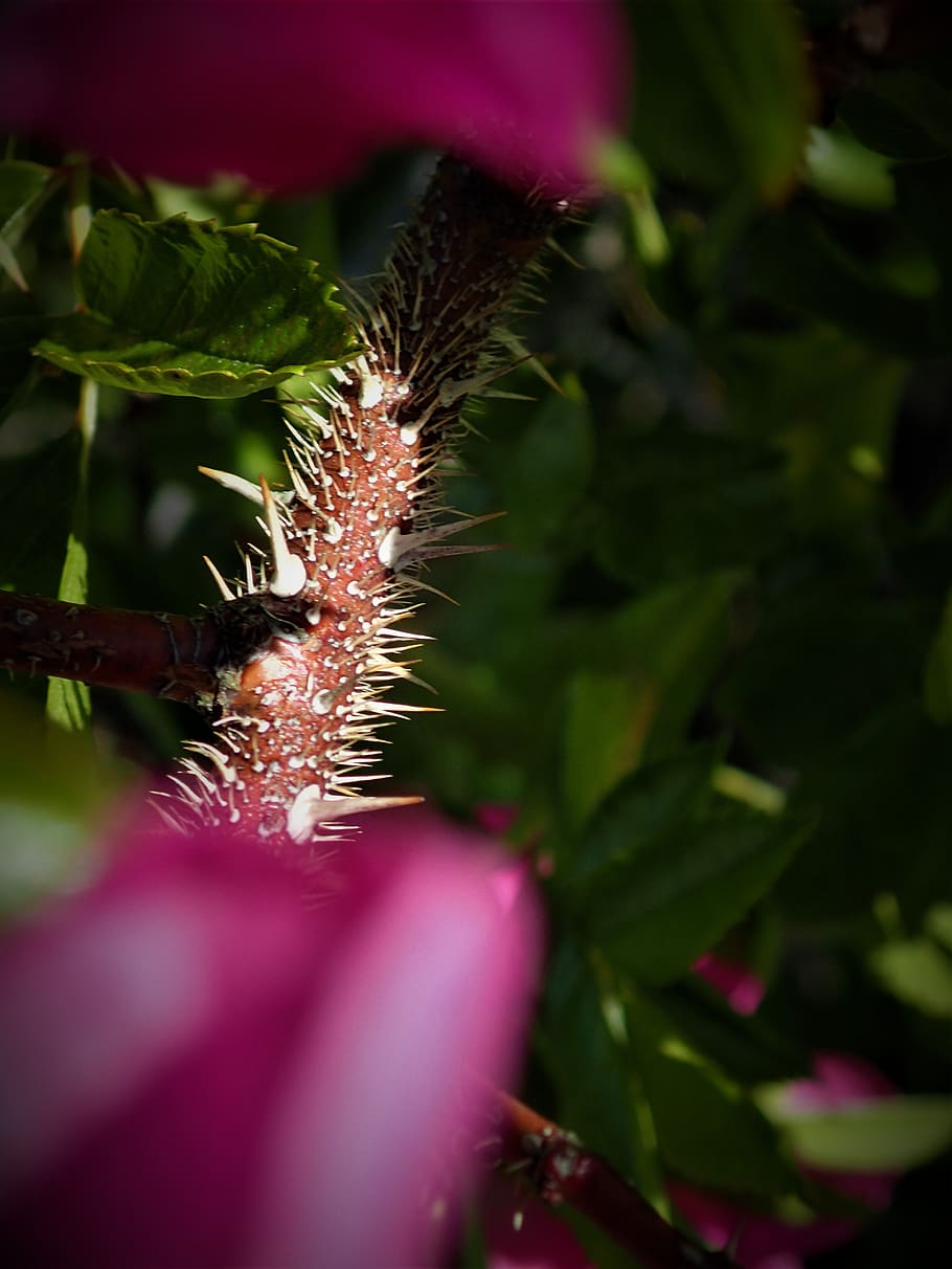 rose, bush, spikes, plant, growth, selective focus, close-up HD wallpaper