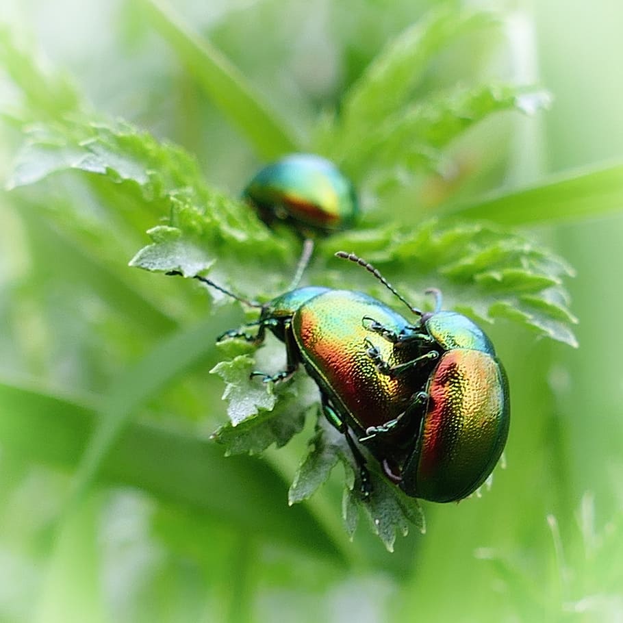 beetle, ovaläugiger leaf beetle, green, iridescent, nature HD wallpaper