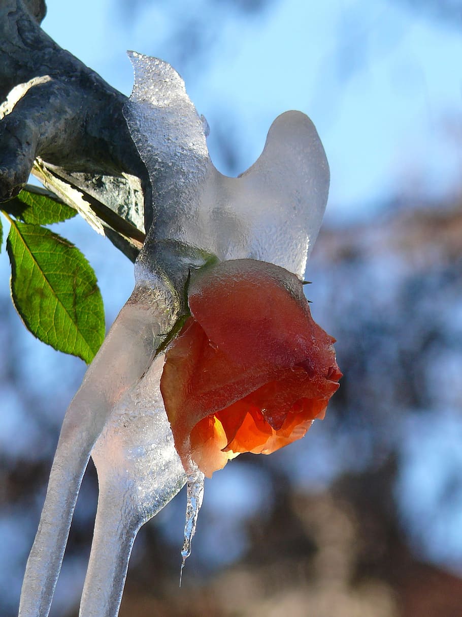 rose, iced, viktualienmarkt, focus on foreground, close-up HD wallpaper