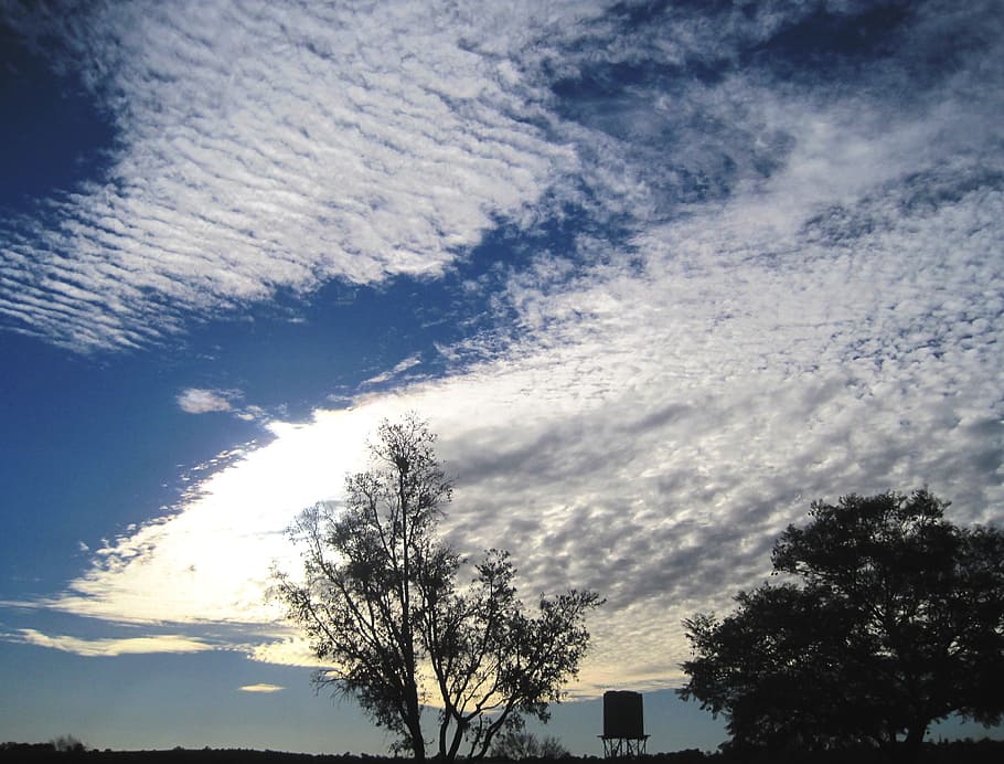 sky, blue, clouds, mass, white, fleecy, dainty, stratus, trees HD wallpaper