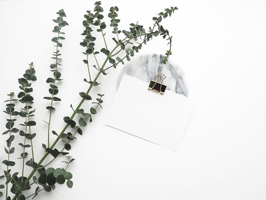 green leaf plant near white paper with black clip, artificial HD wallpaper