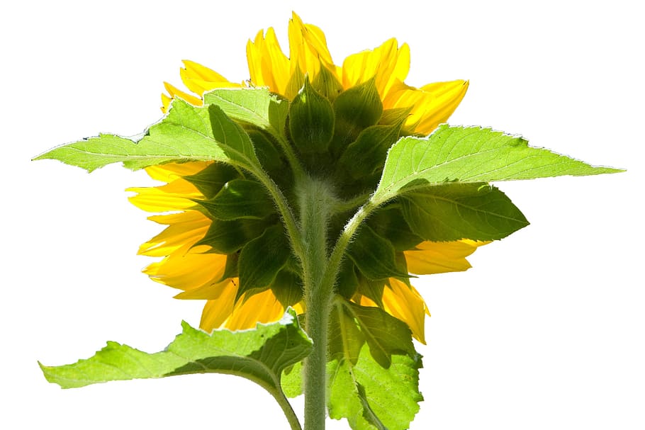 sunflower, reverse, behind, back, yellow, green, white background HD wallpaper