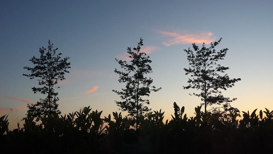 trees, clouds, evening, heaven, blue skies, sky, silhouette HD wallpaper