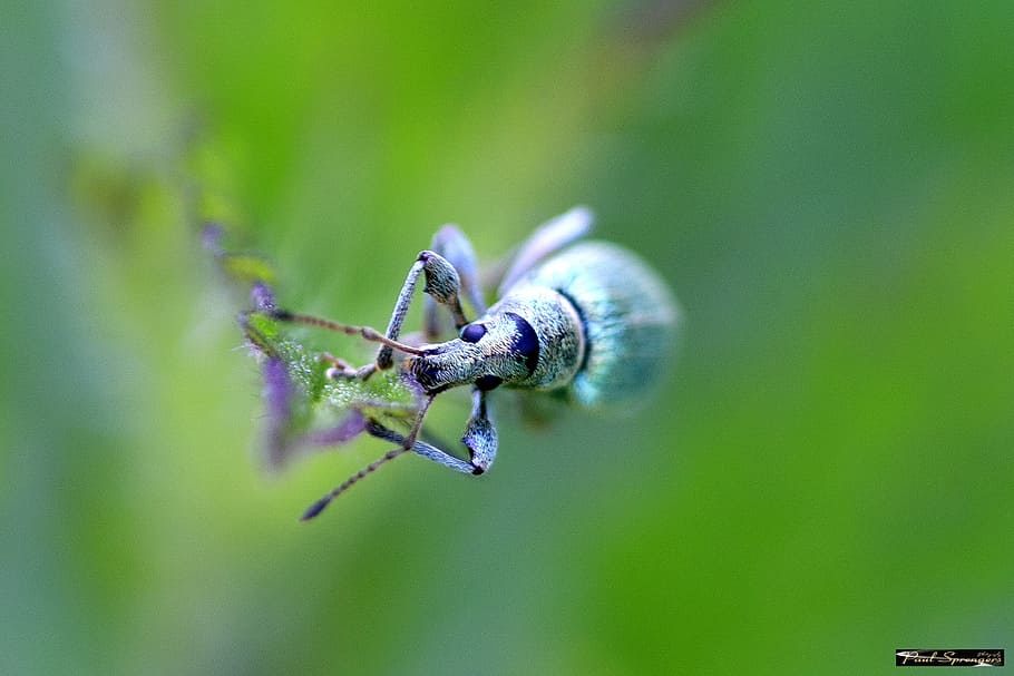 bug, polydrosus sericeus, macro, close up, animal themes, animal wildlife HD wallpaper