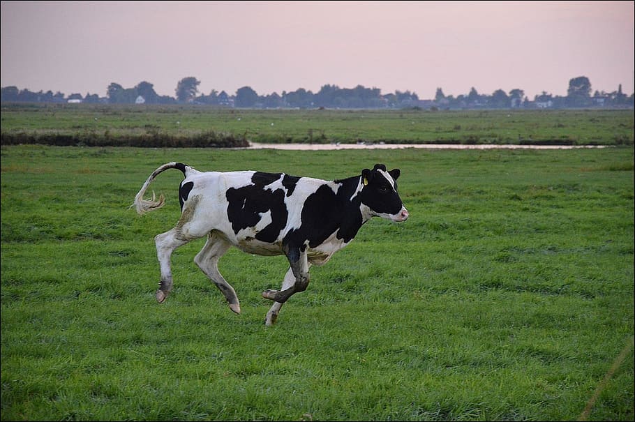 cow running on grass field, bull, cattle, farm, mammal, domestic HD wallpaper