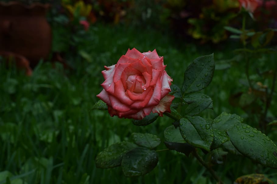 rose, flower, nature, plant, beauty in nature, flowering plant HD wallpaper