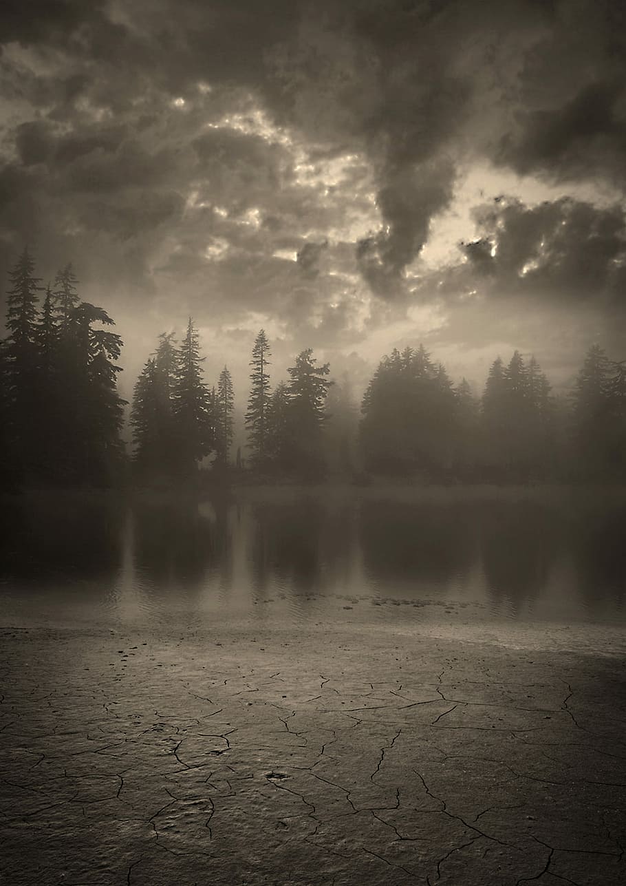 grayscale photography of forest, night, dark, moon, landscape HD wallpaper