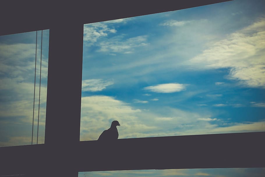 window, pigeon, sky, silhouette, a beautiful view, cloud - sky HD wallpaper