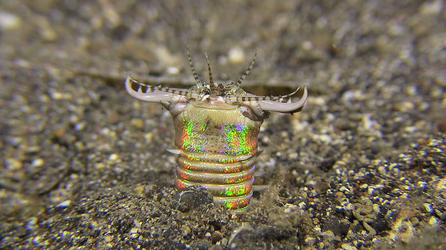 Lembeh, bobbit, bobbitworm, diving, underwater, no people, day HD wallpaper