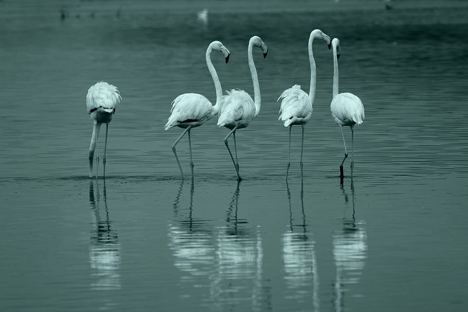 grayscale photo of five flamingos on body of water, bird, lake HD wallpaper