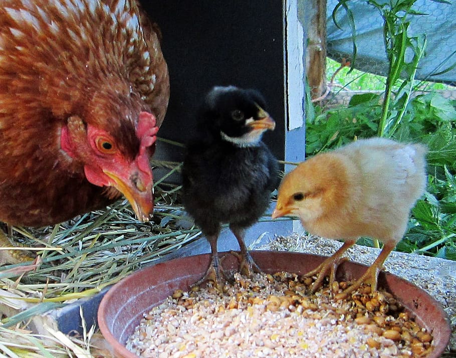 hen, chick, animals, chickens, poultry, chicks and hens, animal themes HD wallpaper