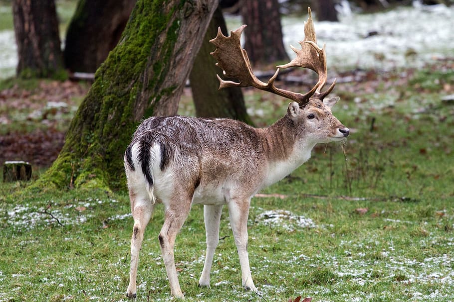 brown moose near tree, Wild, Fallow Deer, Red Deer, nature HD wallpaper