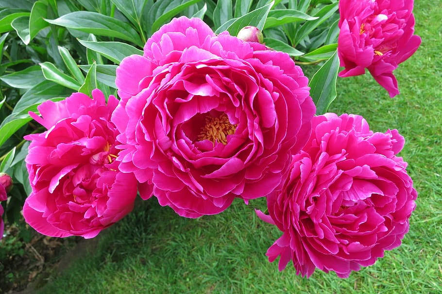 peony, full bloom, pink, red, magenta, garden, plant, flowering plant HD wallpaper