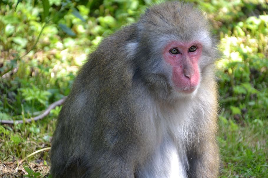 Monkey, View, Thoughtful, Animal, makake, sad, zoo, wildlife HD wallpaper