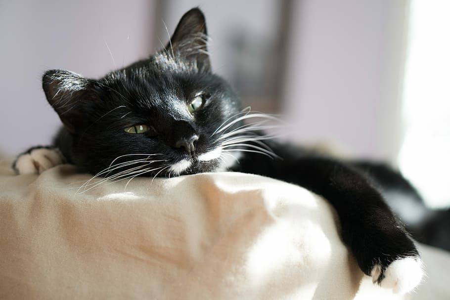 closeup photo of black and white cat lying on beige textile HD wallpaper