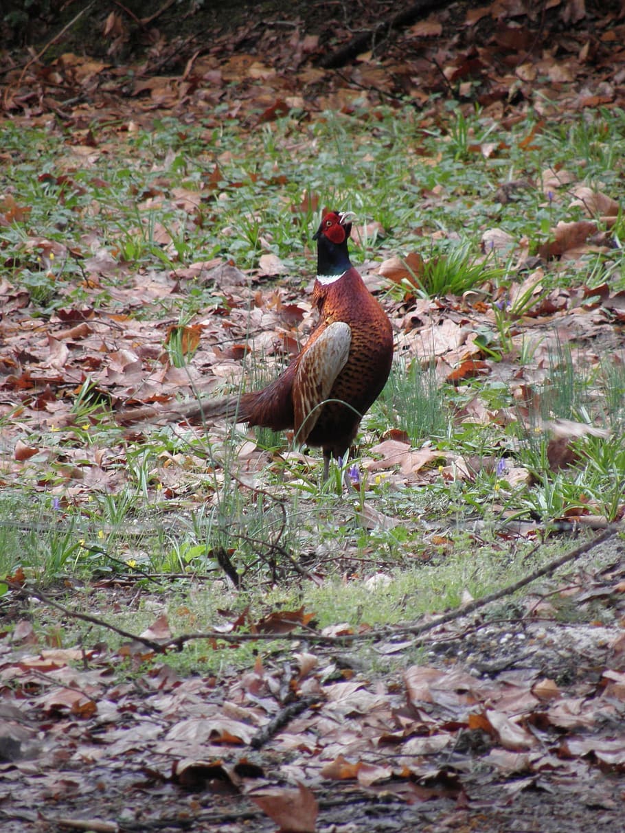 pheasant, colchis, bird, fly, wings, feather, wildlife, beak HD wallpaper