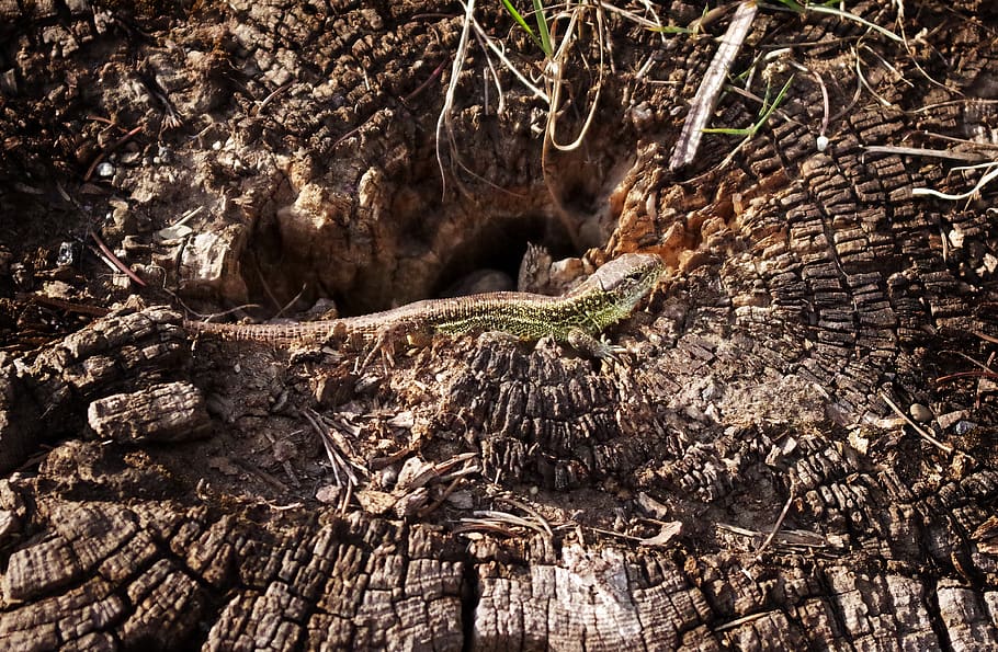 sand lizard, root, heat, basking, summer, tree, plant, nature HD wallpaper