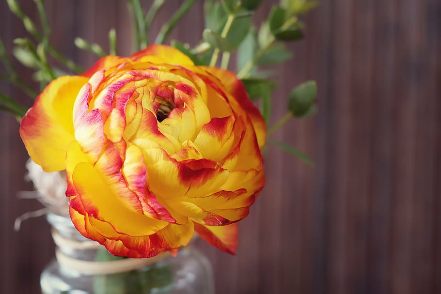 shallow focus photography of orange and red flower, ranunculus HD wallpaper