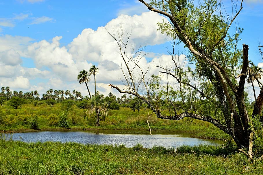 the palmar, entre ríos, national park, palms, nature, landscape