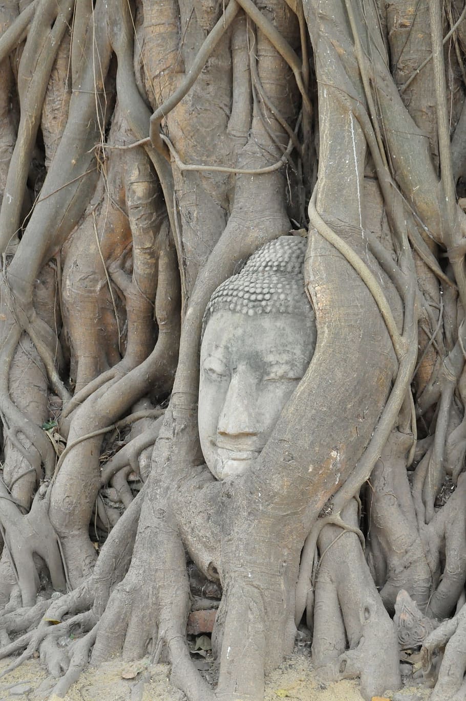 Buddha, Statue, Overgrown, Tree, sculpture, stonework, thailand HD wallpaper