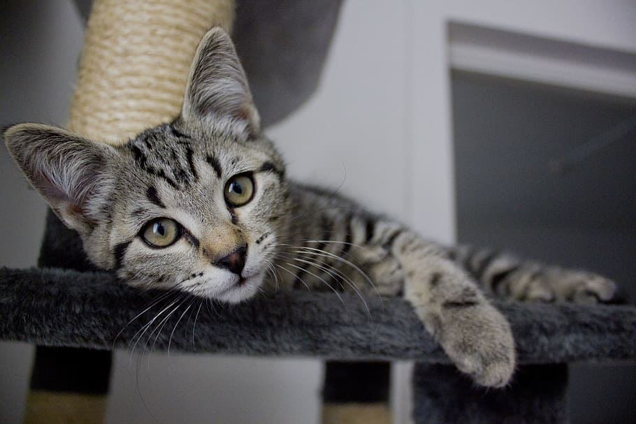 Cat, Kitten, Animals, Cats, Pets, striped cat, cute, cute cat HD wallpaper