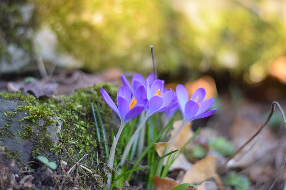 spring, early bloomer, crocus, close up, spring crocus, nature HD wallpaper