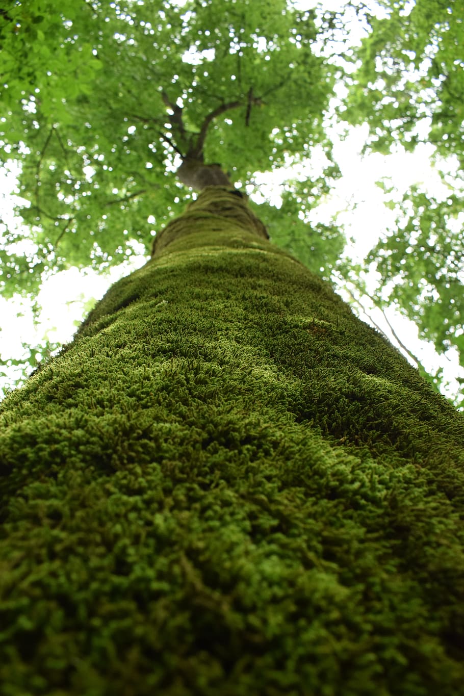 tree, moss, forest, green, nature, plant, natural, outdoor HD wallpaper